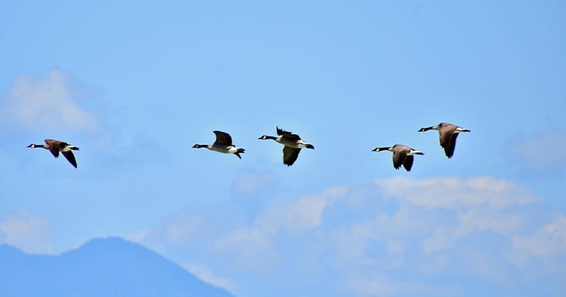 Les qualités indispensables pour devenir un leader inspirant